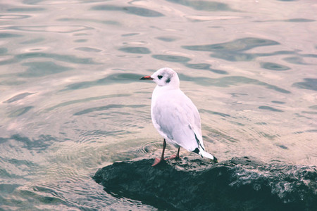Marine gull on rest