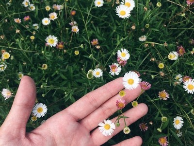 Hand holding White Daisy flower
