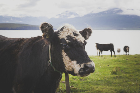 Cows in a farm Iceland