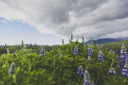 Lupine flowers  Iceland