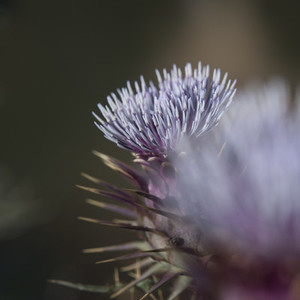 Thistle blossoms