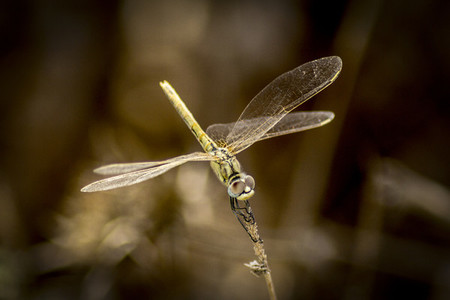 A mosquito Closeup