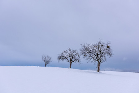 Lonesome trees   snow