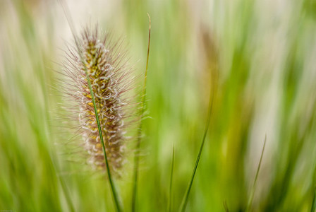 Grass   makro