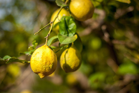 Fresh citrons