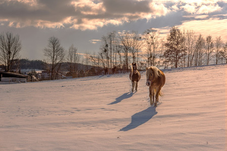 Horses in winterime