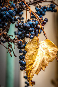 Grape in autumn