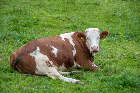 relaxing cow