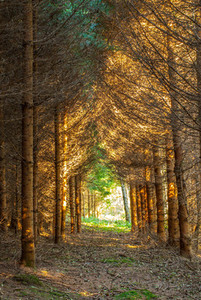 Tunnel of trees   fores