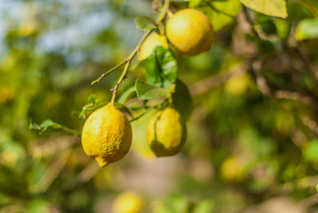 Fresh lemon on a tree