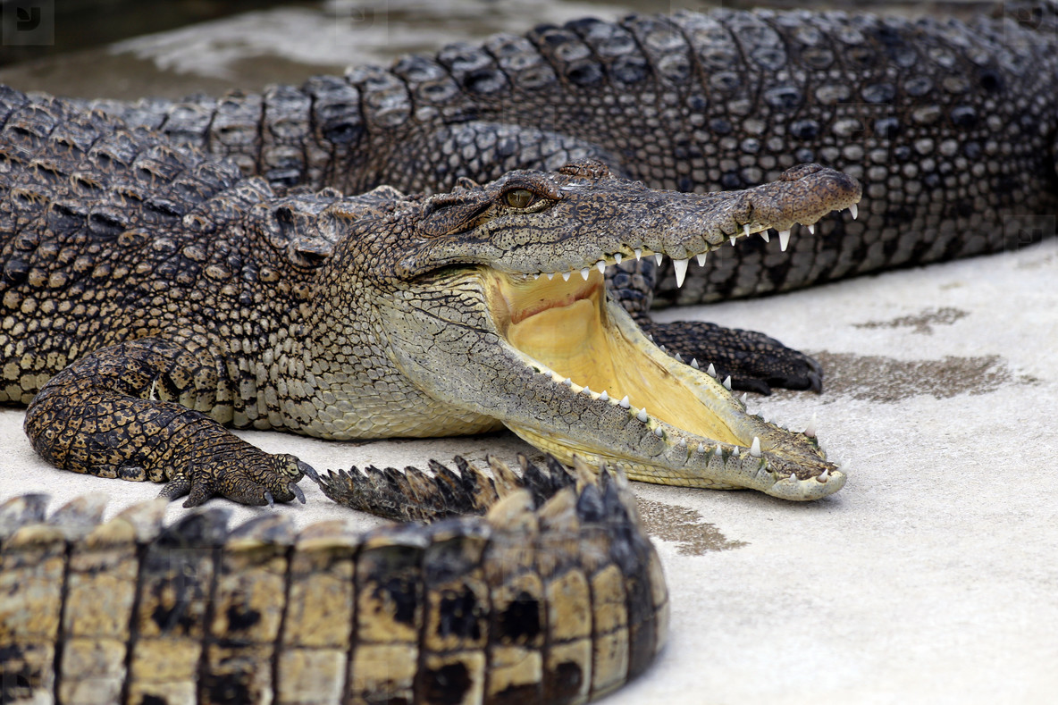 Crocodiles Smile