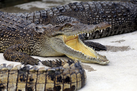 Crocodiles Smile
