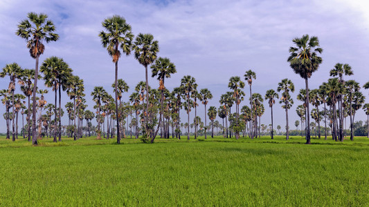 Ricefield  Sugar Palms 1