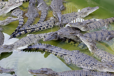 Lots of Crocodiles