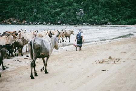 Cattle on the Beach