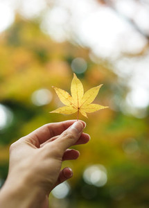 Golden maple leaf
