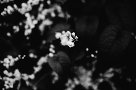 Black  White Botanicals
