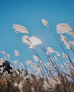 Silver grass in autumn  Japan