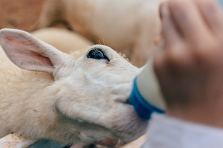 Sheep Drinking Milk