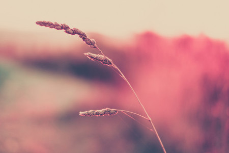 pink wildgrass