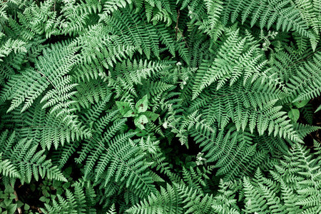Forest fern leaves