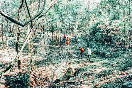 Hikers in the forest