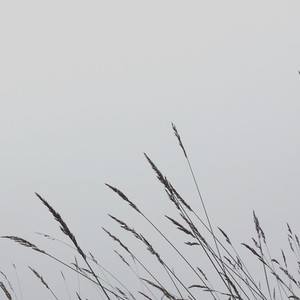Reed grass on foggy morning