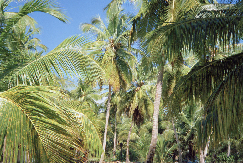 Decapitated Palm Trees #01