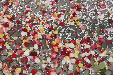Petals and People 02