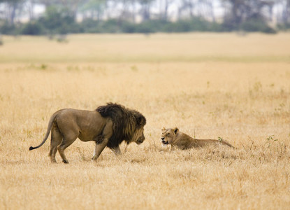 African Safari Scenes 101 31