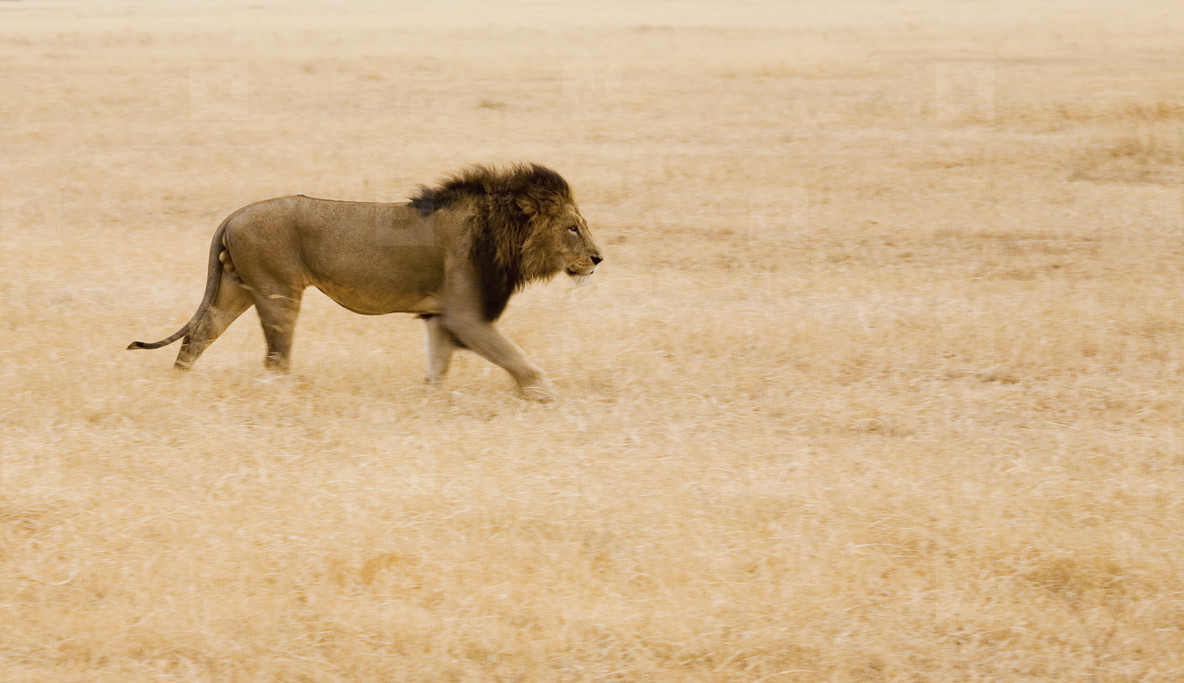 African Safari Scenes 101 34