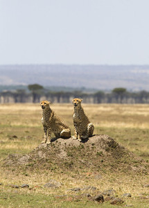 African Safari Scenes 102 03