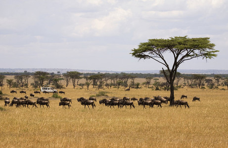 African Safari Scenes 102 06
