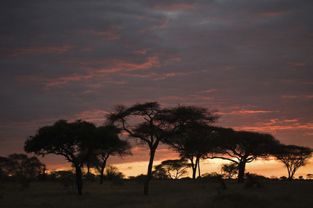 African Safari Scenes 102 35