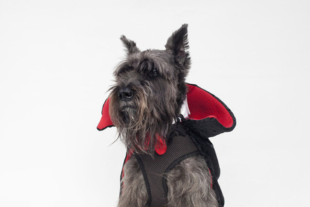 Costumed Dogs 03