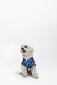 Costumed Dogs 06
