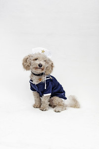 Costumed Dogs 10
