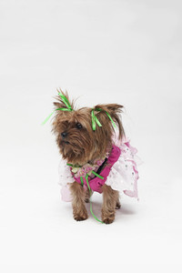 Costumed Dogs 11