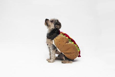 Costumed Dogs 12