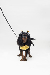 Costumed Dogs 13