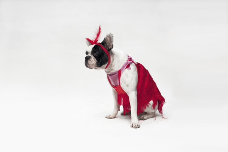 Costumed Dogs 14