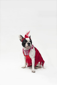 Costumed Dogs 15