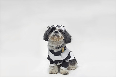 Costumed Dogs 16