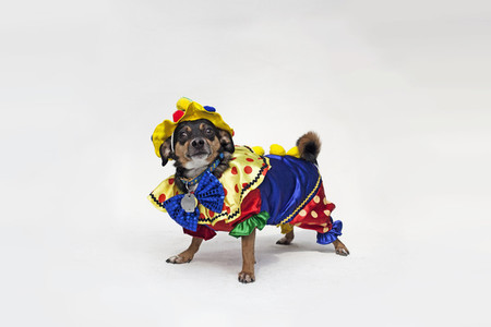 Costumed Dogs 18