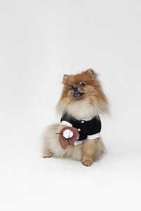 Costumed Dogs 20