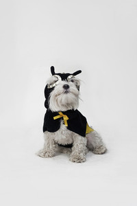 Costumed Dogs 22