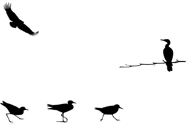 Love Birds Love Birds