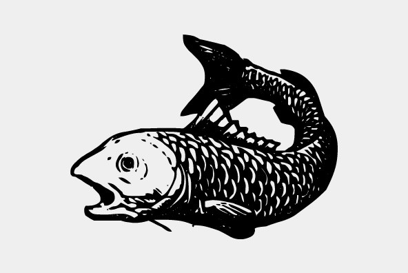 Gans Vessels Fishes Gans Vessels Fishes