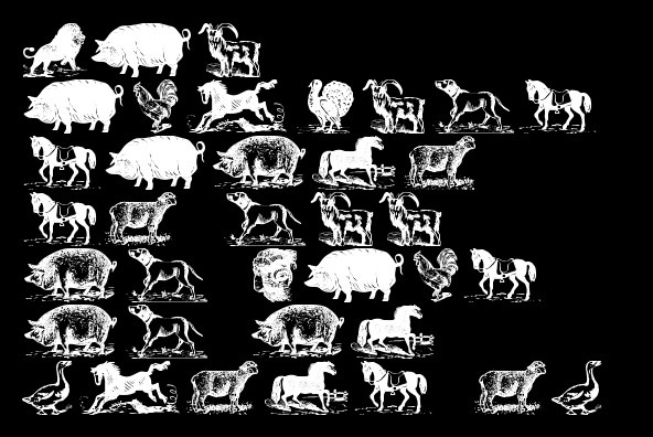 Gans Animals Gans Animals