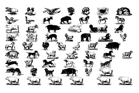 Gans Animals Gans Animals